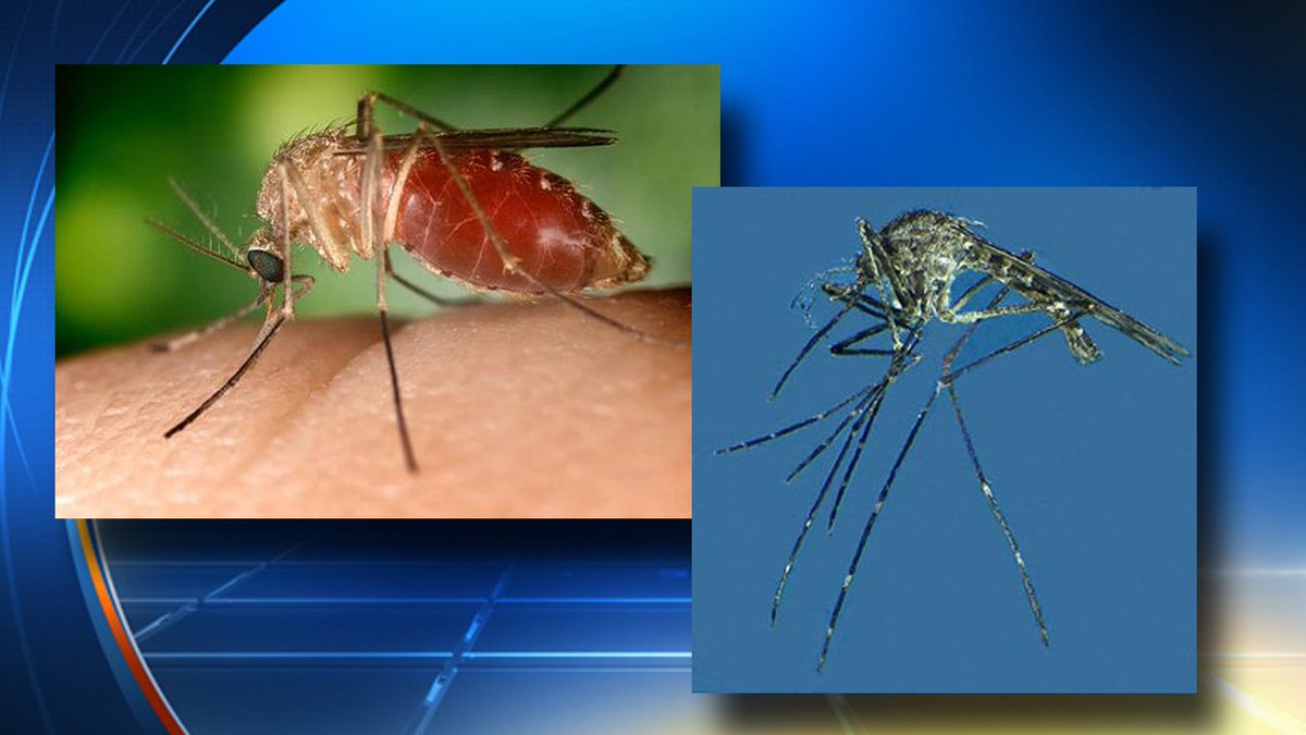 Florida researchers find 2 new invasive #mosquitoes in state bit.ly/2ieZvCs https://t.co/kDLcKwzLMS
