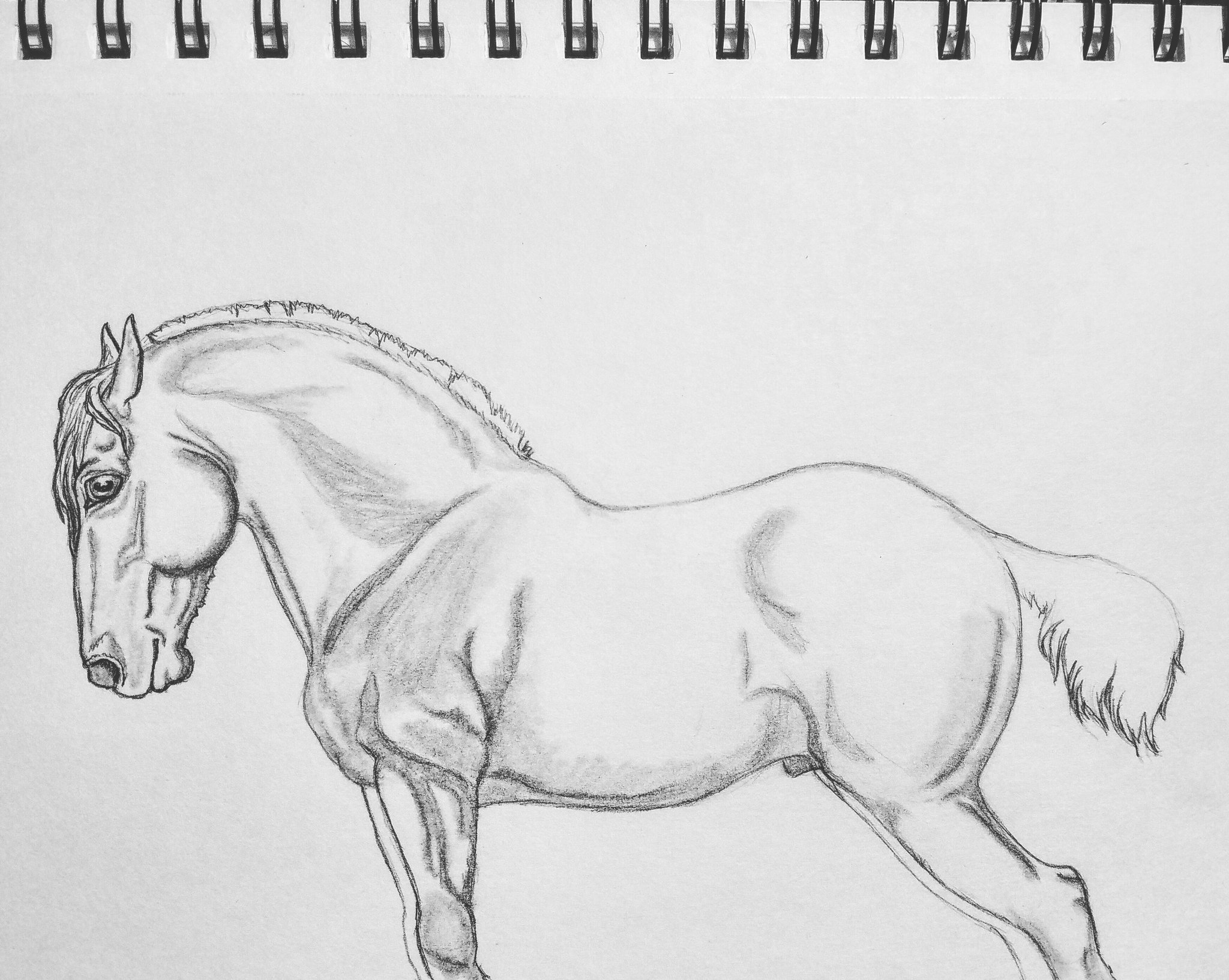 draft horse sketch