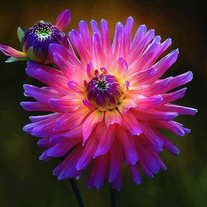 zbleumoon's tweet photo. #Love #flower #JohnLennon #quote 
Love is 
the flower 
you've got 
to let grow. ~ John Lennon 

🍃💗🌺💜 Ł❍℣€ 💜🌺💗🍃 https://t.co/OsHGYMxIfR