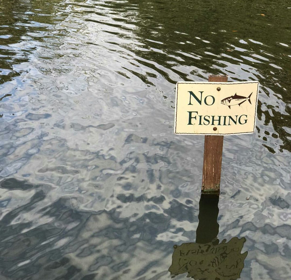 Fish_Feel's tweet image. We wish these signs were everywhere! #NoFishing #FishFeel #AnimalRights #FishingHurts