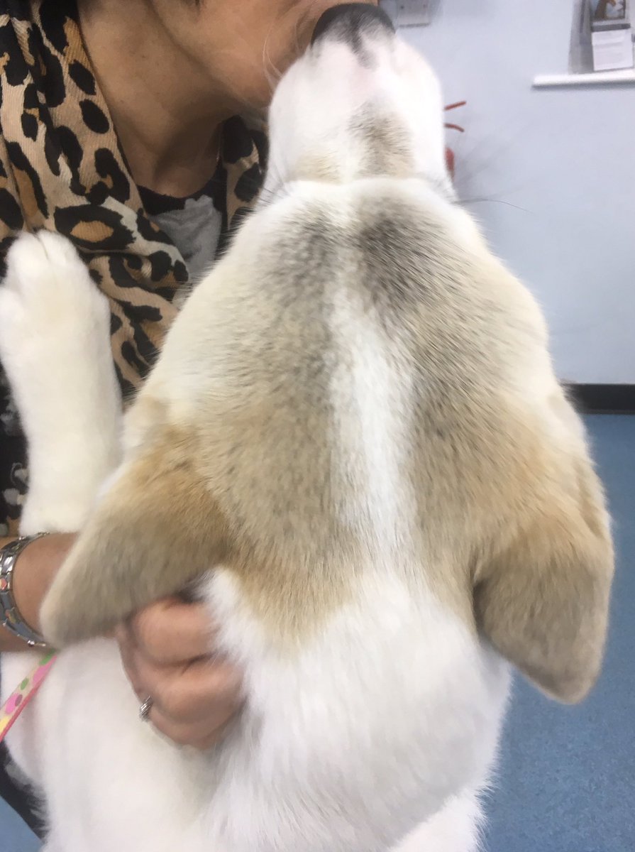 mypetsvetsltd's tweet photo. Honey Bear couldn't wait to greet our newest team member! @mypetsvetsltd #happypetshappyvets #yourpetschoice #akita #love https://t.co/aT1u95FBk9