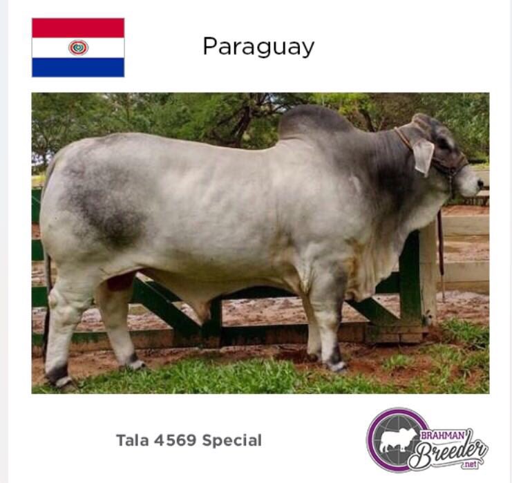 nicollanov's tweet photo. @canalpropy el gran representante de Sudamérica. #LasTalas #BrahmanBull https://t.co/Qmtc5eXG5o