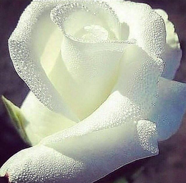 انا عشقت انسان عشقه لـ غيري
واللي يعشقه راح عنّه و خلاه

يا ناس فيكم من يحدد مصيري
اقول أحبك ولا اروّح و أنساه ..؟💔