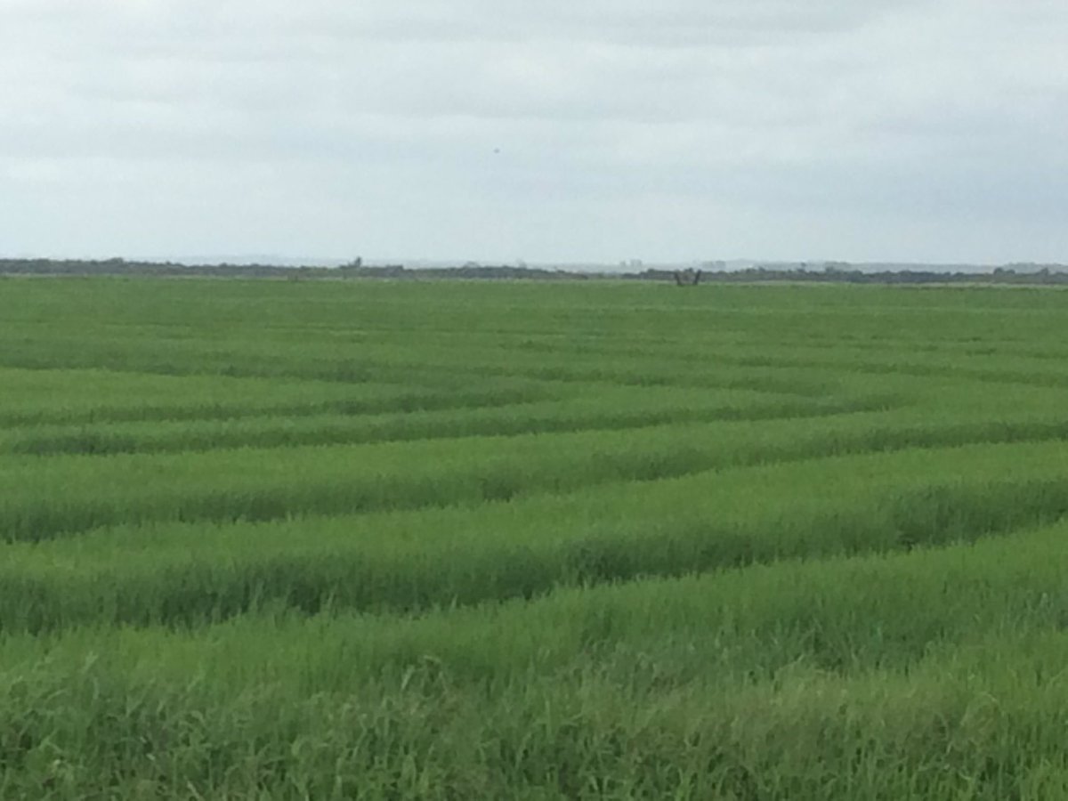 El arroz en el Uy polo de desarrollo e innovación en la region este y para la sociedad uruguaya, las variedades del <a href="/INIA_UY/">INIA URUGUAY</a> son más del 90%