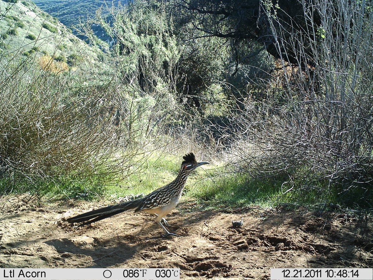 megankjennings's tweet photo. Or if you're more into avifauna, R is for #roadrunner Meep meep! #CameraTrapABC https://t.co/4xhWWEOcud