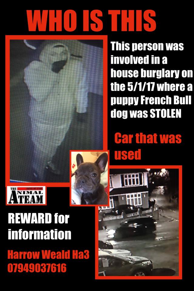 HunnyJax's tweet photo. #whatyouneedin5words is to PLZ Click Link Support RT &amp; #HelpFindSTOLENFrenchie 
PUP STOLEN in burglary #Harrow area
https://t.co/OEpZbrqTwL https://t.co/akUowmNlpA