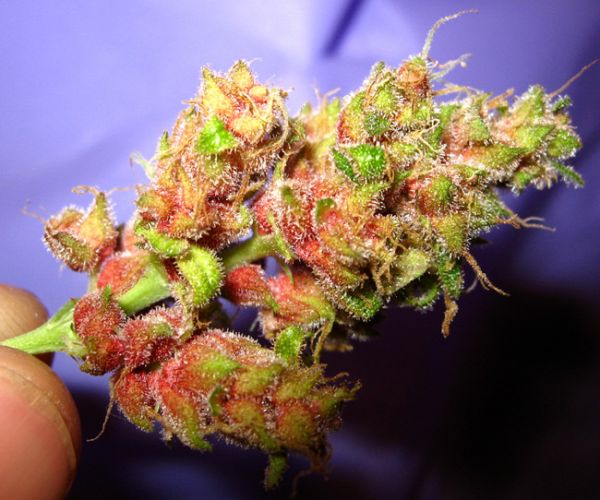 Strain: Red Panama
Class: Sativa
Taste: Earthy and Tropical
*Makes you Talkative, helps with Headaches
#Strainoftheday #High #Strain #Weed