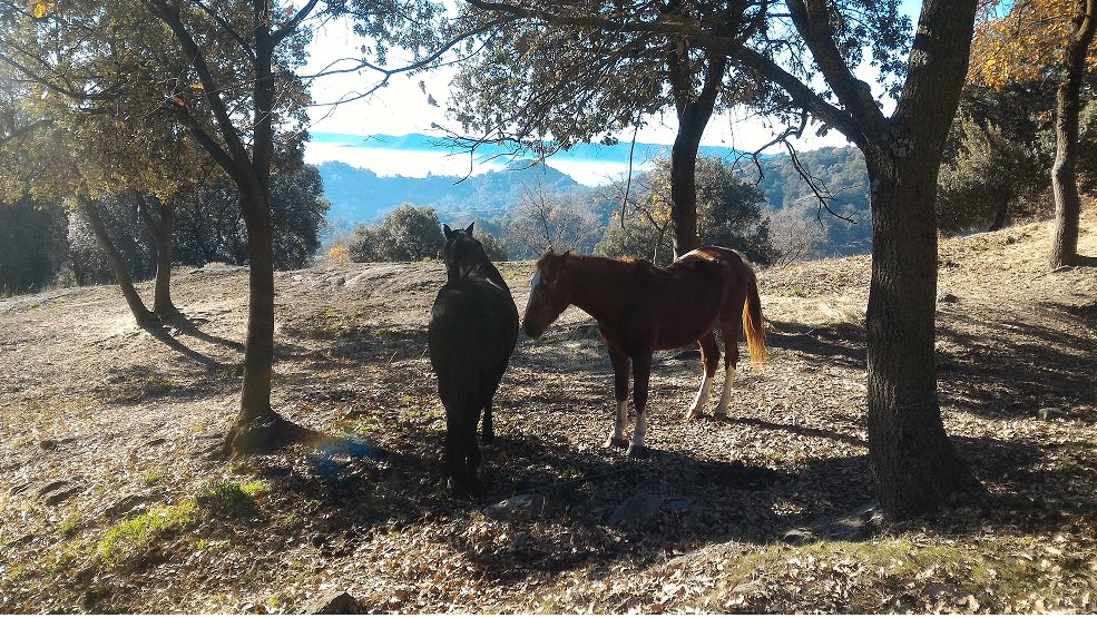 Cavalls a Sant Pere de Torelló. Foto JMBB. 2016
