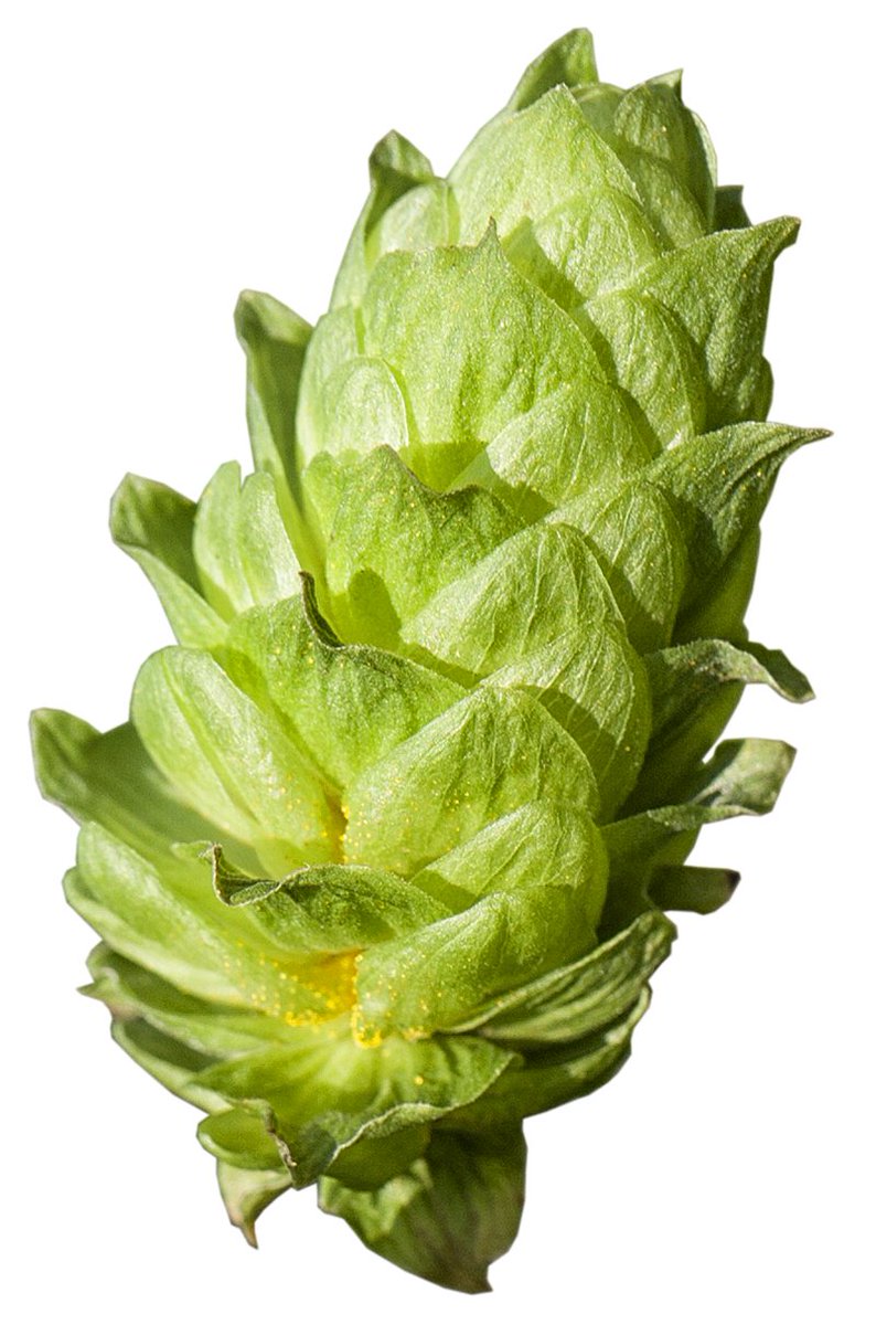 Describing hop aroma and flavor can be challenging. Randy Mosher breaks it down. allaboutbeer.com/article/thats-…