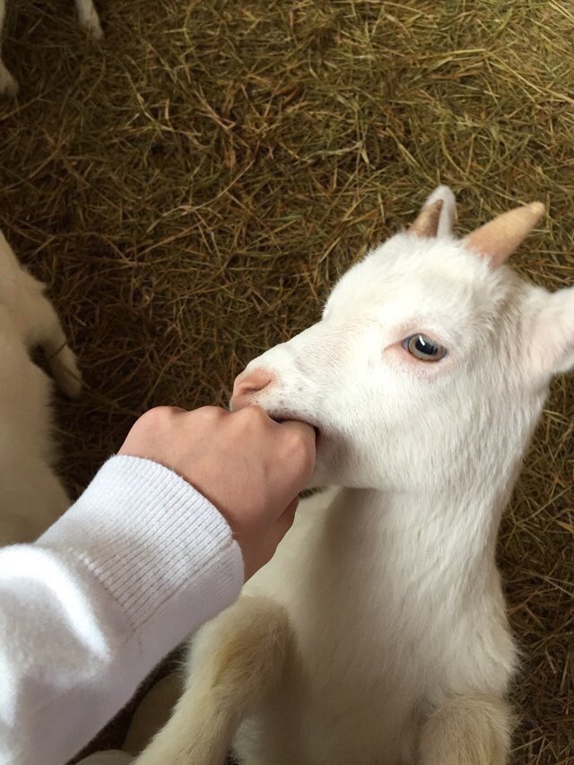 JDaley's tweet image. Everything is starting to make sense. #Greenwall @OpTic_Scumper