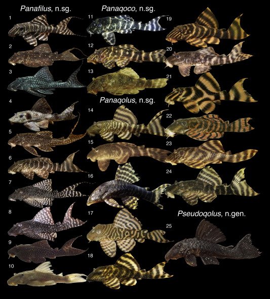 mtanichthys's tweet photo. Molecular phylogenetics of the wood-eating catfish genera Panaqolus and Panaque https://t.co/axOpAvZ5jp https://t.co/JVYb9CrwWa