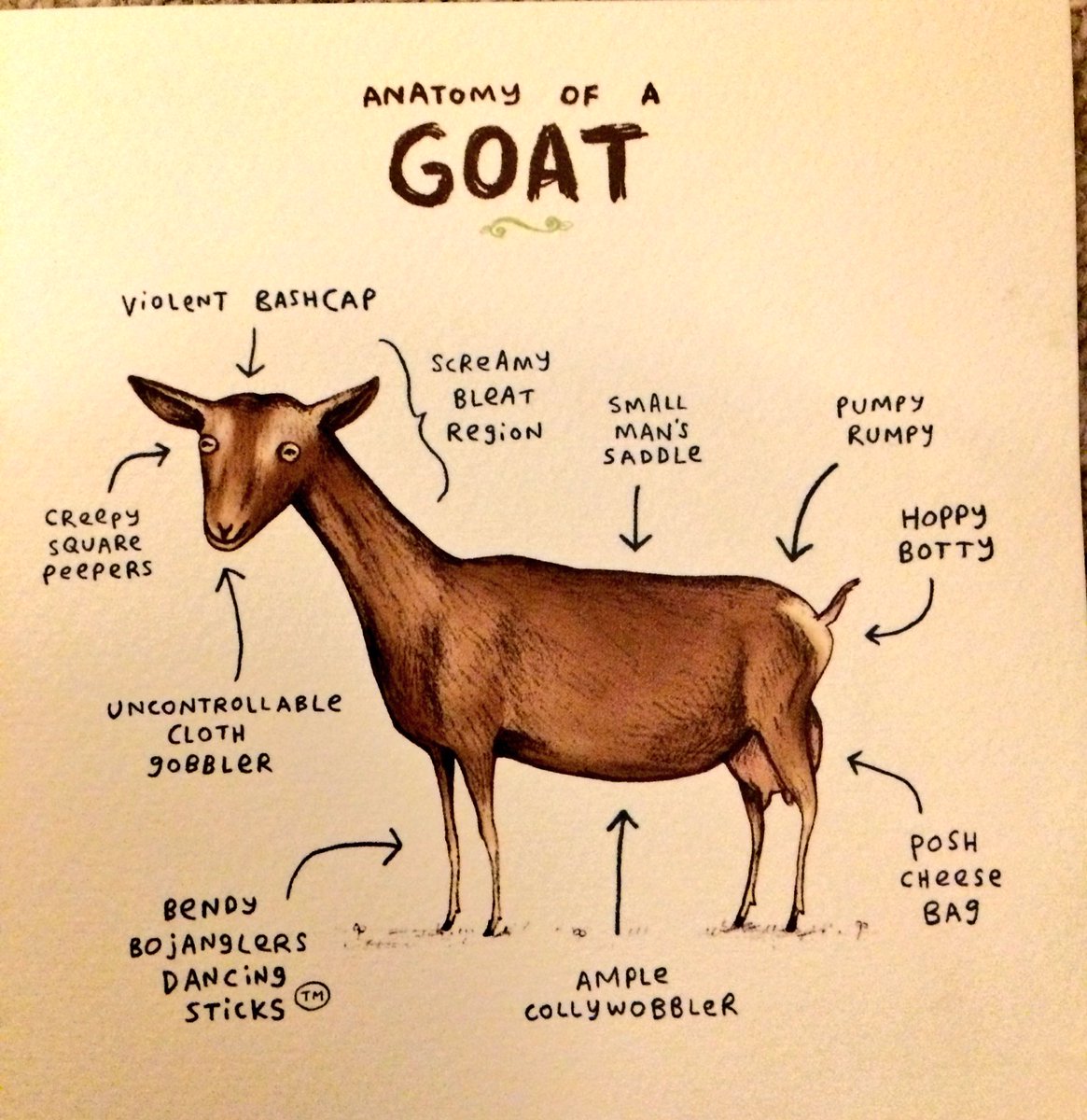 ChannelVFarm's tweet photo. Got this card for my birthday last week, thought it was worth sharing! Haha! #GoatsandSheep  #farm365 #smallholders #funnycards https://t.co/izkRauEdGr
