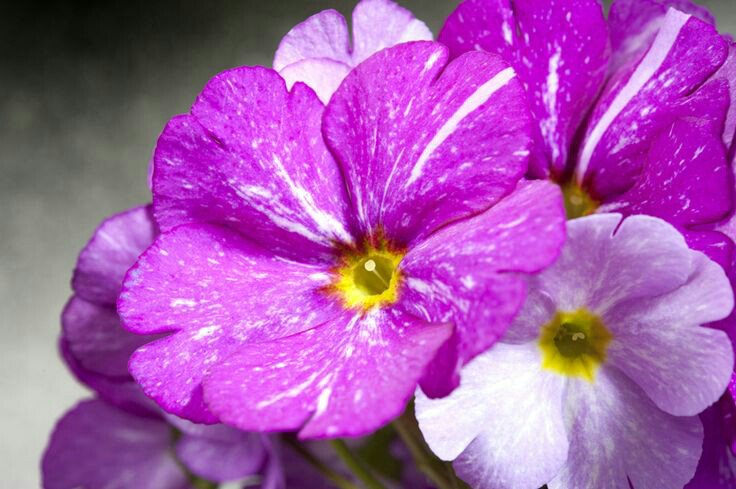 Noviteit <a href="/PrimulaTouchMe1/">Touch Me</a> #Galaxy