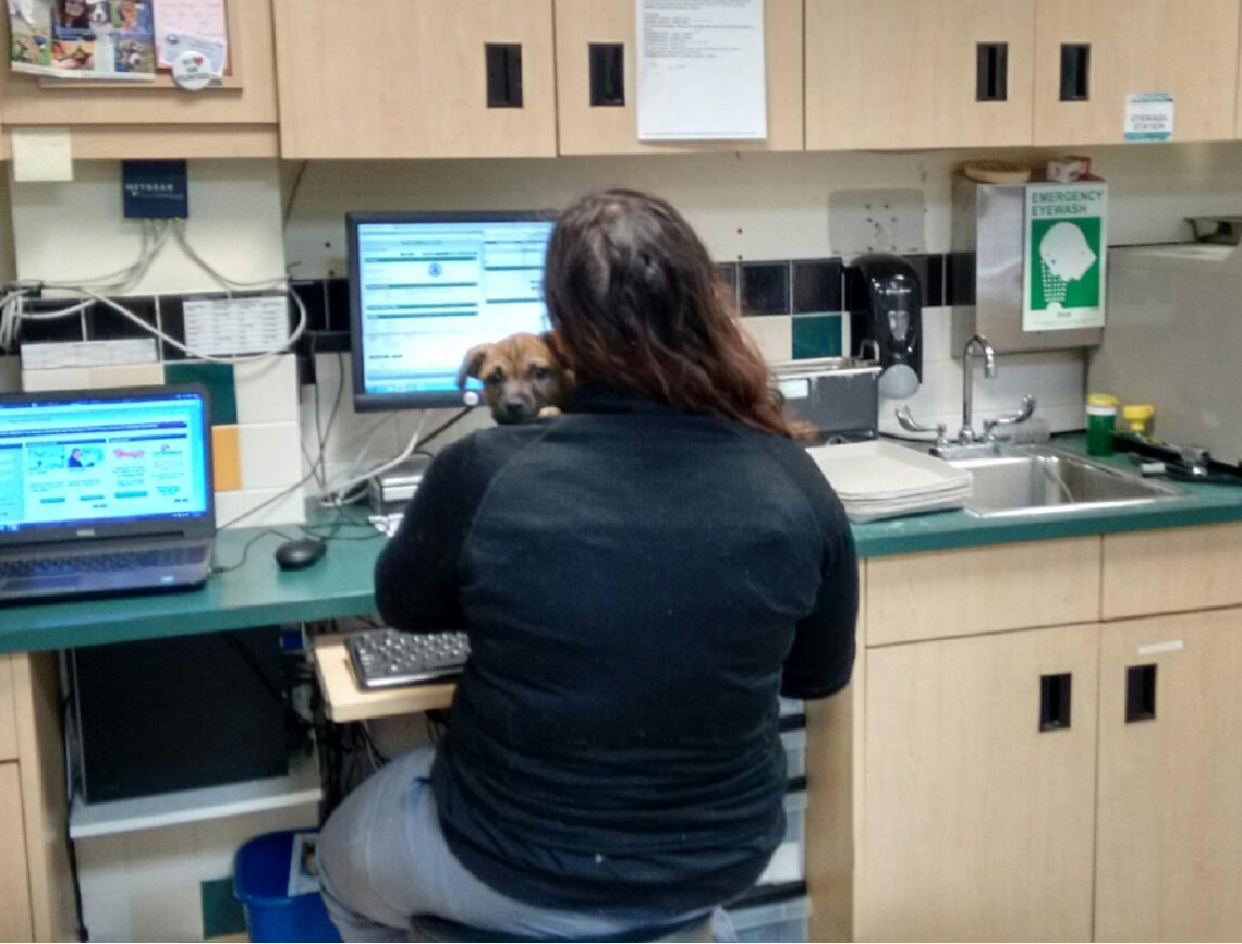 cthumane's tweet photo. When a puppy wants a hug, you give him a hug. Even if it means typing with one hand. #ThatVetLife #CHSmedicalteam #Newington https://t.co/aQCsqeFbVN