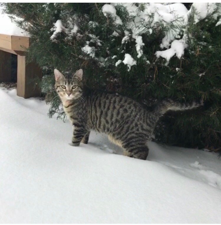 ItsMeDeaner's tweet photo. 😄😄😄 silly .. personally I can't stand snow. He's having fun https://t.co/mqYrXxgKv6