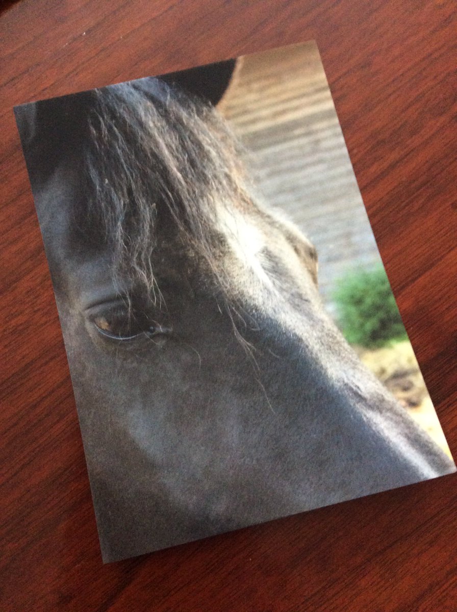 RhondaParrish's tweet photo. And then I get to start sending these out... #EquusAntho https://t.co/K8NU0JxJkb