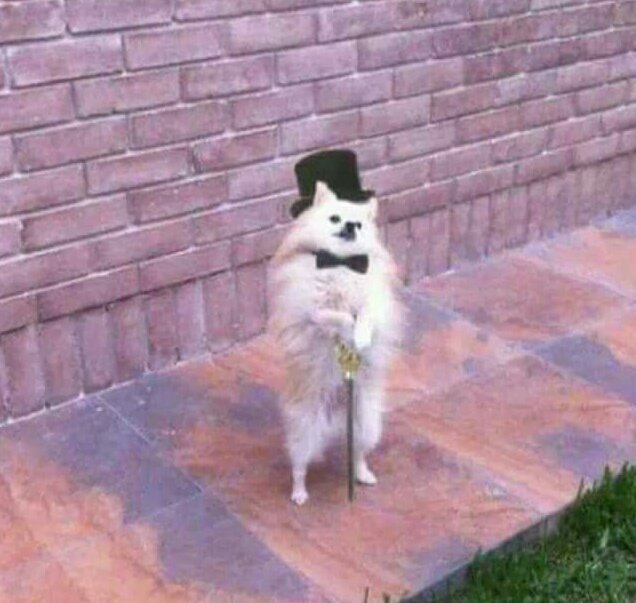 ChistesDePepito's tweet photo. Cuando estas comiendo carne y le tiras a tu perro un pedazo de tortilla y no se la come. https://t.co/vAjf2cVQbZ