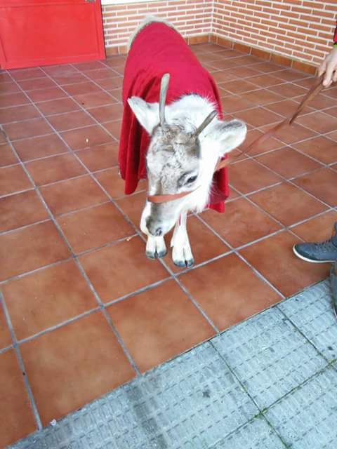 Cervera d los Montes tweet media