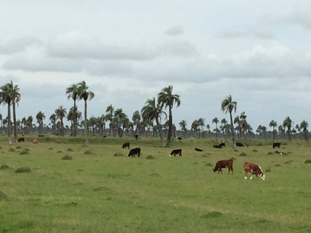 Los bañados de Rocha lugar hermoso con biodiversidad productiva
