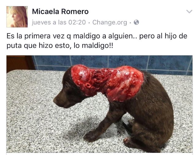 norriskind's tweet photo. con que necesidad de hacerle algo así a un pobre animal, con que necesidad de ser tan mierdas de persona https://t.co/yNdmXkv1Ij