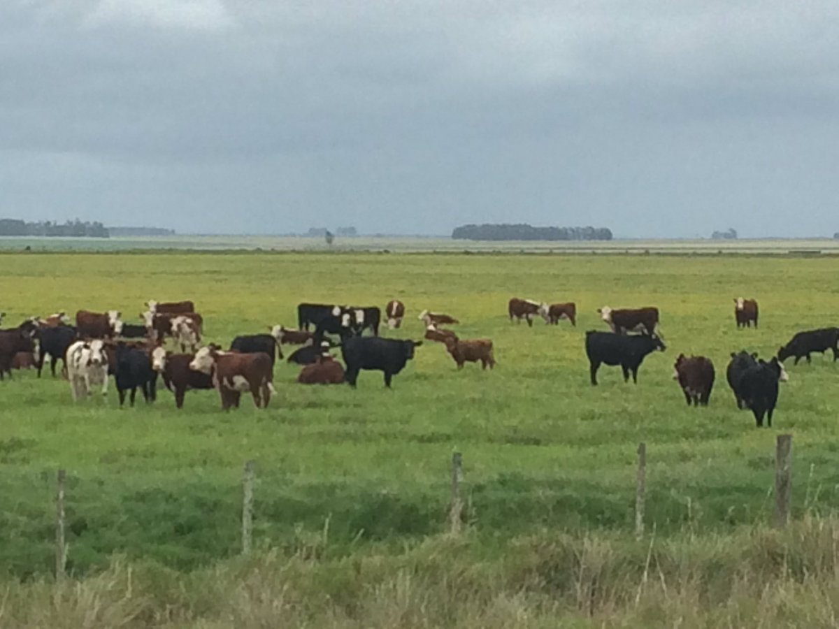 Los sistemas arroz pasturas ganadería  de la region este y norte de UY sistemas sostenibles y únicos en el mundo