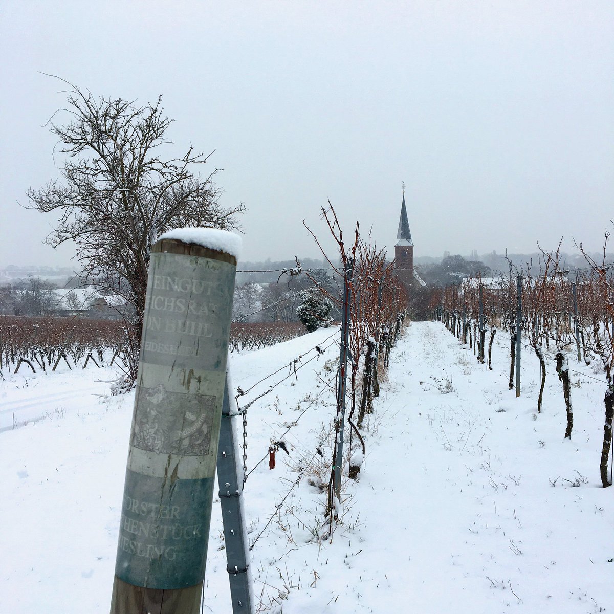 richardgrosche's tweet photo. First snow in quite a while #vonBuhl #vonBuhl2017 #rvb #organicbynature #kirchenstueck #vdp #pfalz #riesling #gg #grossesgewaechs https://t.co/aI5FGGkOoV