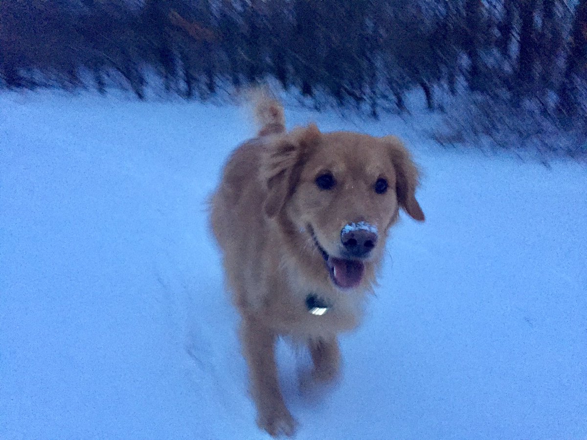 Mary_Bear_CJS's tweet photo. #LoveTheFluffyWhiteStuff #LifeIsGolden https://t.co/0WAbzaCKZn