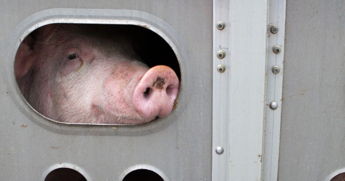 Transport #Torture: Take Action in Minutes Thanks to New #MFA Website | #video by <a href="/MercyForAnimals/">Mercy For Animals</a> buff.ly/2ix4exi