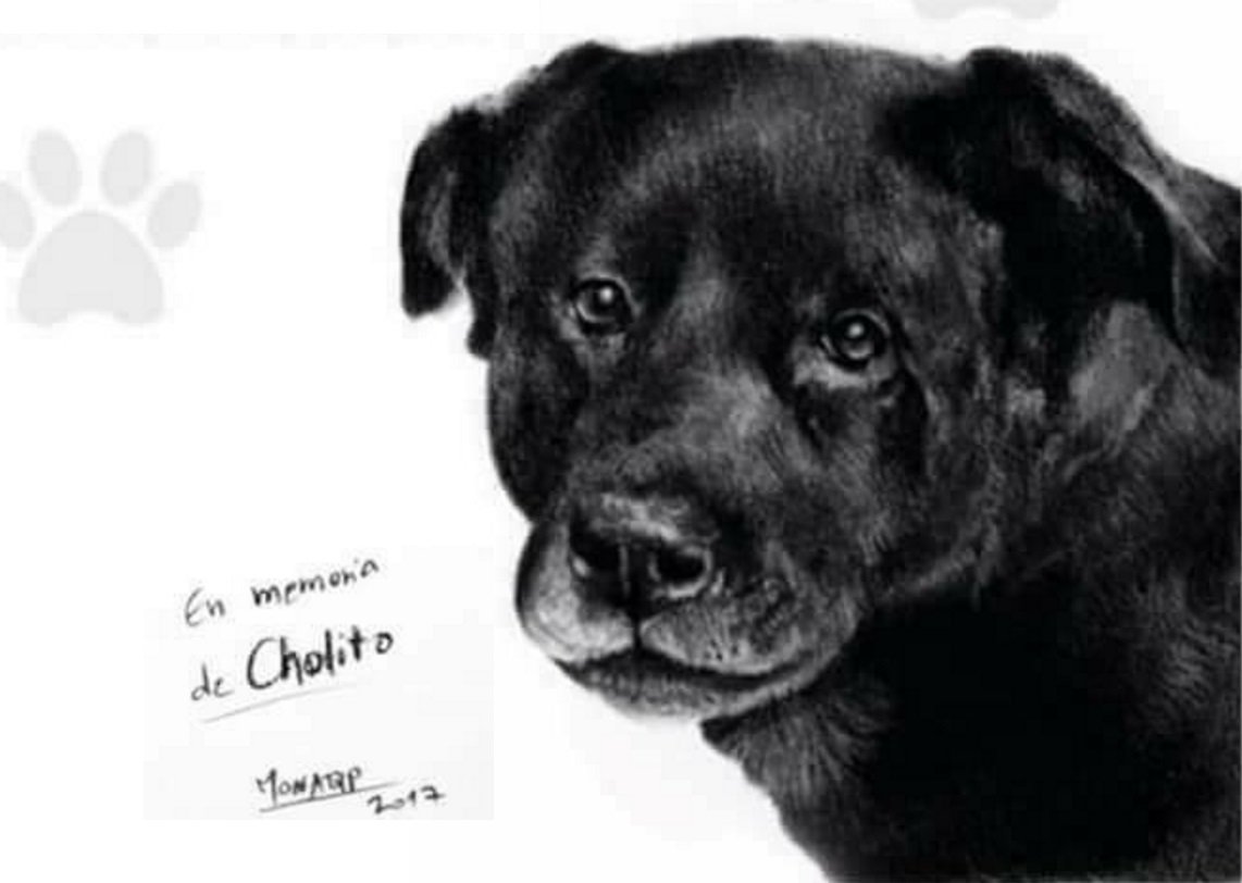 DiarioLaHora's tweet photo. #JusticiaParaCholito: Usuarios de redes sociales se movilizan en apoyo a perro maltratado en Patronato https://t.co/f2PJH5QqrH https://t.co/9f2R47f1ay