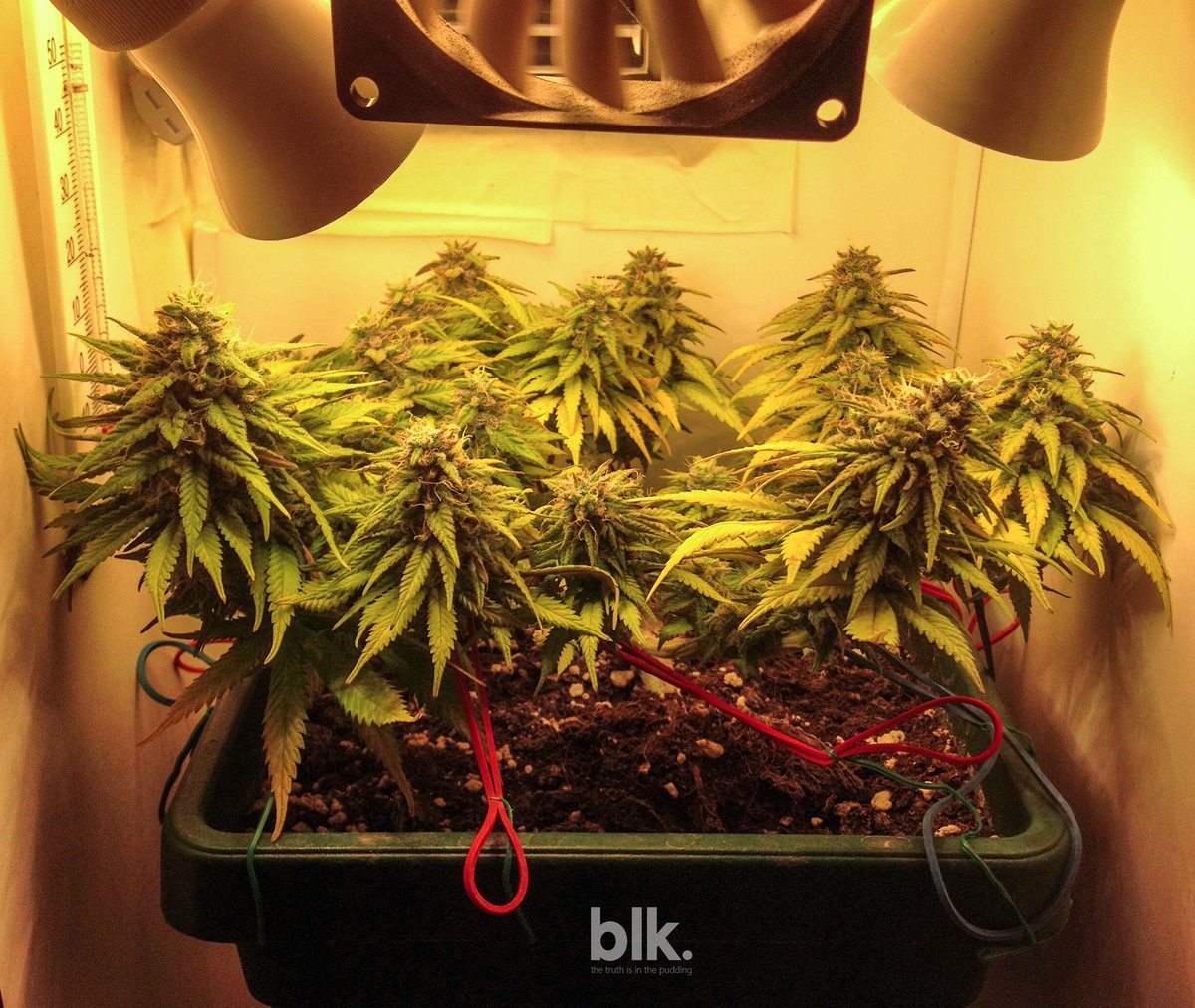 blk_seeds's tweet photo. Presenting you our #compact #strong #BlueberryAuto! Get your seeds today with #BlkSeeds for the best price around! #BlkSeedBank https://t.co/j45W8yBphW