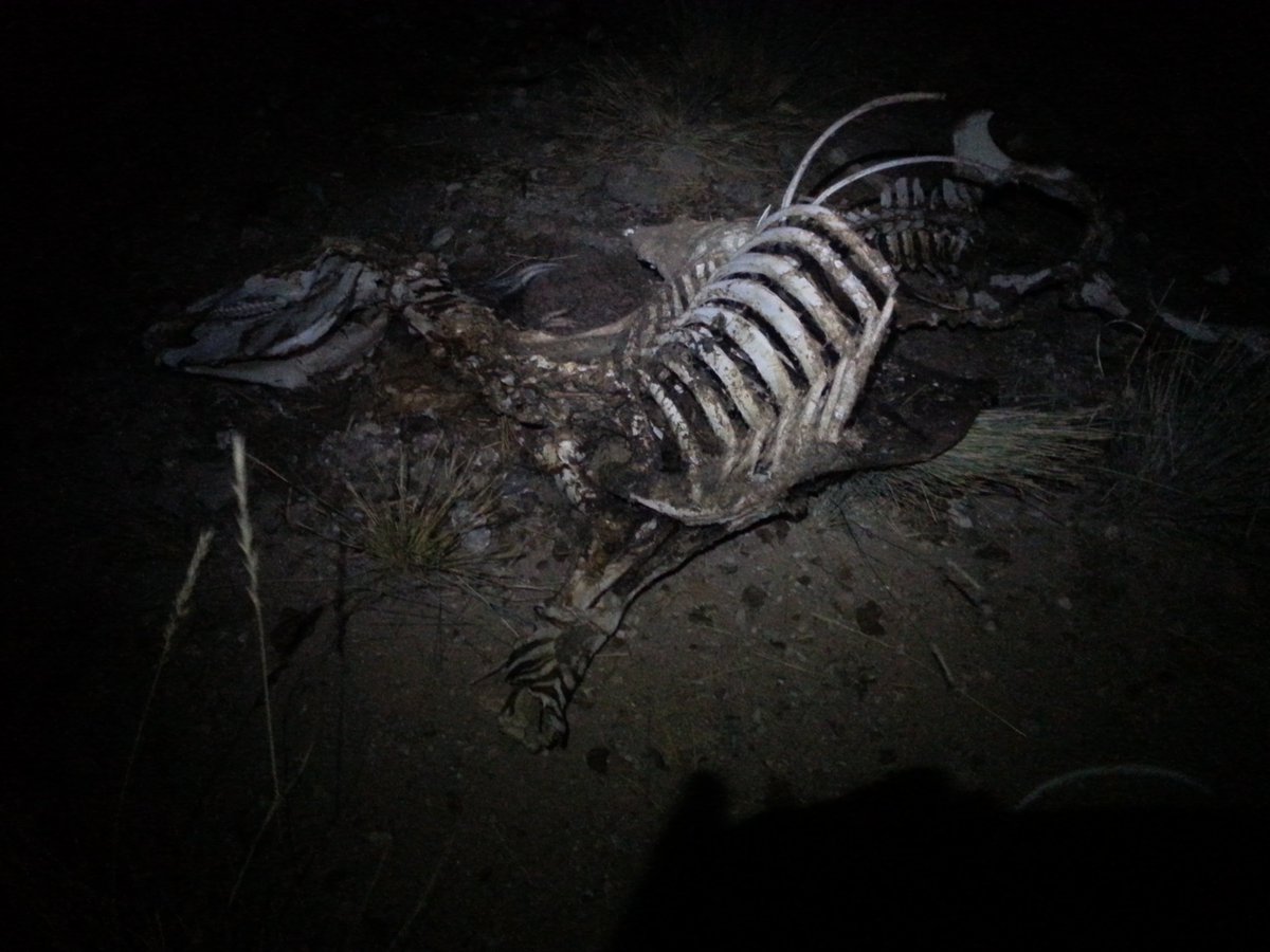 Cassie_Raby's tweet photo. But my favourite #BestCarcass is this zebra that scared the life out of me as I nearly walked into it in the dark. Also has the #BestStripes https://t.co/ySzsU7JZm2