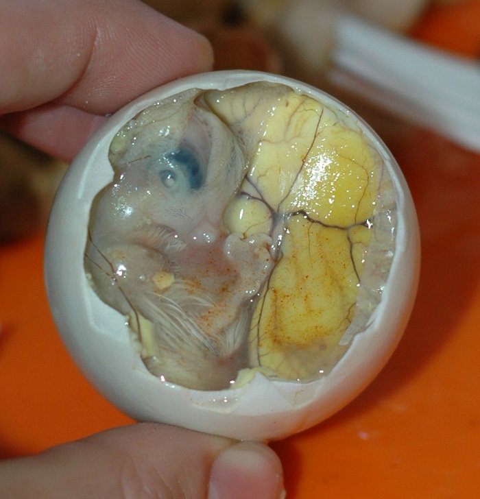 _EAGLE_TOURIST_'s tweet photo. https://t.co/hZjl0Zgrc9
ever tried this!!!
scary but tasty <3
#eagletourist https://t.co/I2AtseMhnK