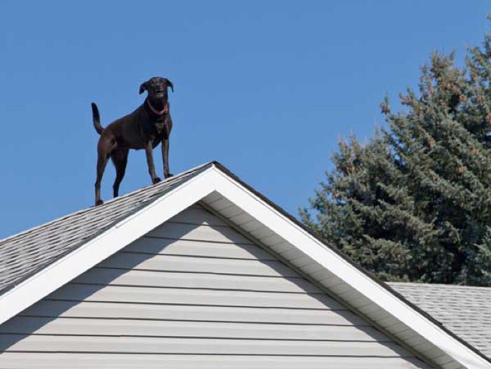ForTheMen's tweet photo. Bitch I’m a dog, roof https://t.co/ObeUQ5UjdK