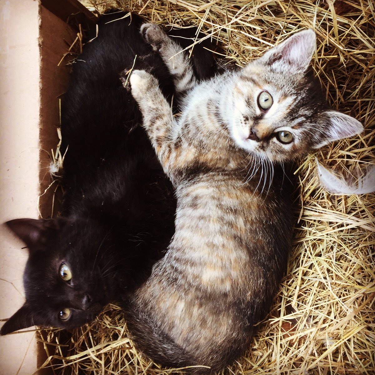 TheCogHillFarm's tweet photo. We have so enjoyed the new barn kittens.hopefully they will become mice/rat control #barnkittens https://t.co/jnxOdaJvnE