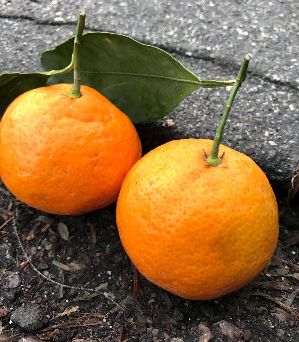 SpecProdapp's tweet image. Perfection #tangerines R extremely sweet &amp;amp; juicy, however they contain multiple seeds making them perfect for #juicing