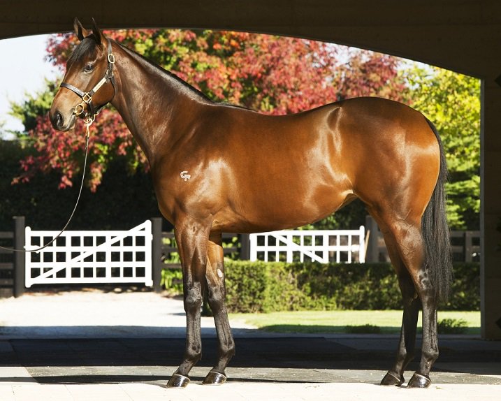 racing_nsw's tweet photo. Racing industry mourns loss of Helsinge, Black Caviar's mother. https://t.co/IXDcMx6pdO @GilgaiFarm @atc_races https://t.co/qebd1DtPtU