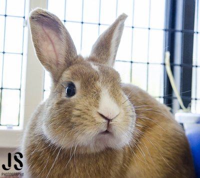 PeninsulaHumane's tweet photo. Cutie Benjamin here wants to meet YOU! Don't forget #rabbit adoption fees are waived this month! https://t.co/9BnQrGeYqt  #bunnyoverload https://t.co/SPF8eAMkrt