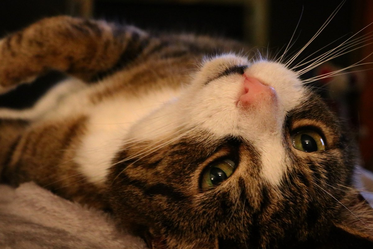 musingsofaqt's tweet image. I'd recommend a marking buddy. Good old Clive! #NQT #cats #canon