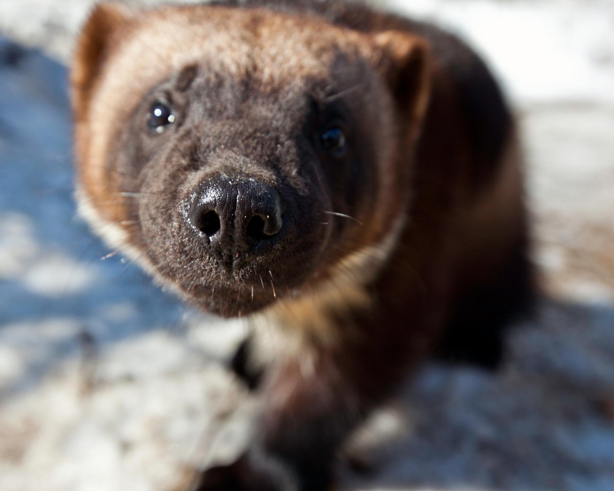 NatGeoAnimals's tweet photo. Meet Casper, an orphaned wolverine raised by humans. #AmericatheWild 8/7c https://t.co/yjlQuD6HR6