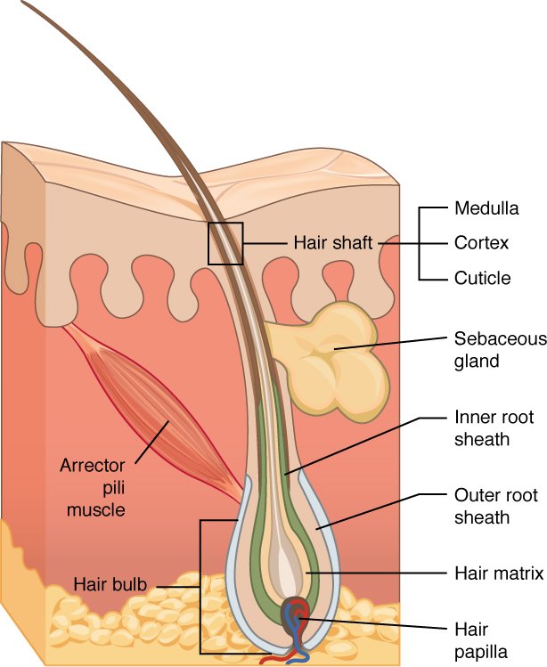 IrvineInstitute's tweet photo. #CheckOut this article. https://t.co/WmvMMlOhJk #hairloss #hairthinning #ochairrestoration #arrectorpili #iimcs #hairlosscure #bald #irvine https://t.co/xdDrBaa0VS
