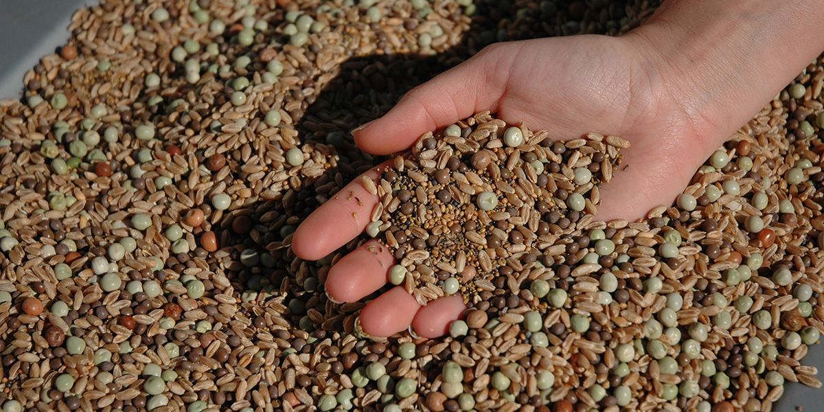 deerassociation's tweet photo. We get the question all the time: What should I plant in my food plot? Here's our answer - https://t.co/MMCNmnJqLd https://t.co/sElpVbCyil