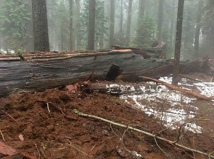 sabio28's tweet photo. La peor tormenta invernal de la última década derribó el "árbol-túnel" en las montañas de #California. Tenía más de 2000 años. #TunnelTree | https://t.co/hbgBwmGNdb
