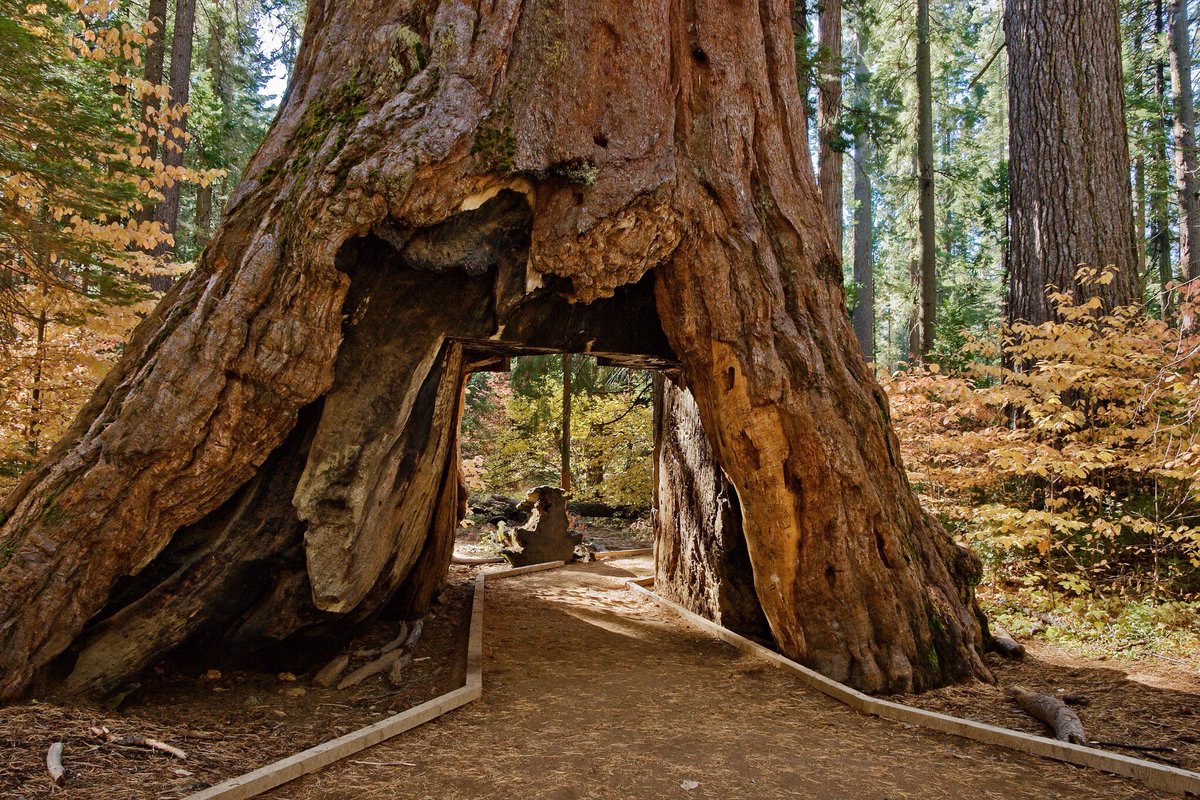 sabio28's tweet photo. La peor tormenta invernal de la última década derribó el "árbol-túnel" en las montañas de #California. Tenía más de 2000 años. #TunnelTree | https://t.co/hbgBwmGNdb