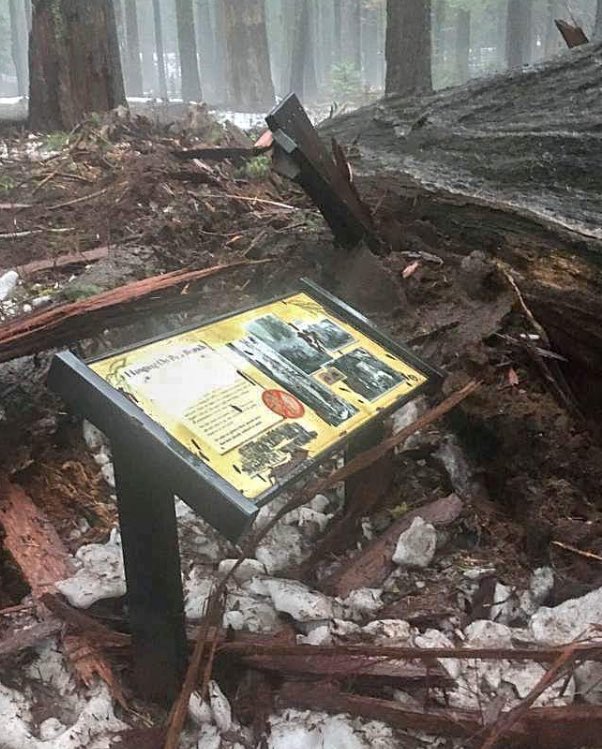 sabio28's tweet photo. La peor tormenta invernal de la última década derribó el "árbol-túnel" en las montañas de #California. Tenía más de 2000 años. #TunnelTree | https://t.co/hbgBwmGNdb