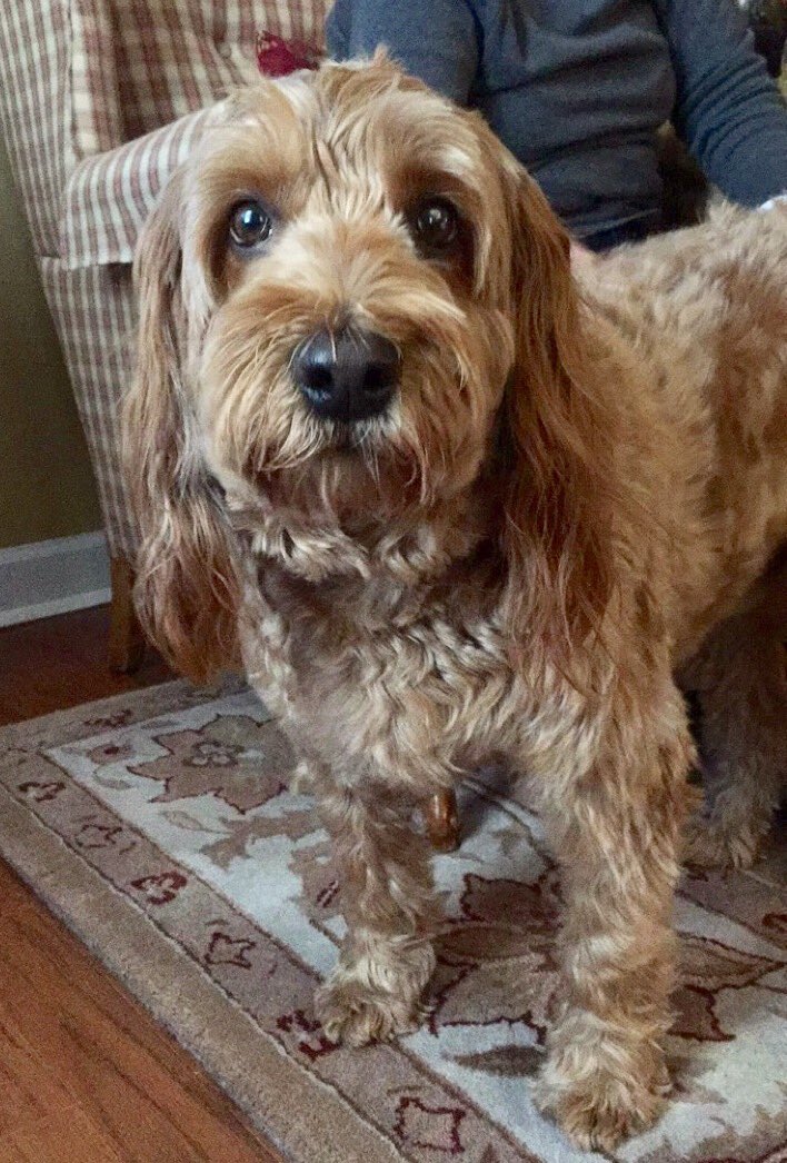 lilimmcpherson's tweet photo. @BriarYearbook Bogey https://t.co/p9h09eLevn