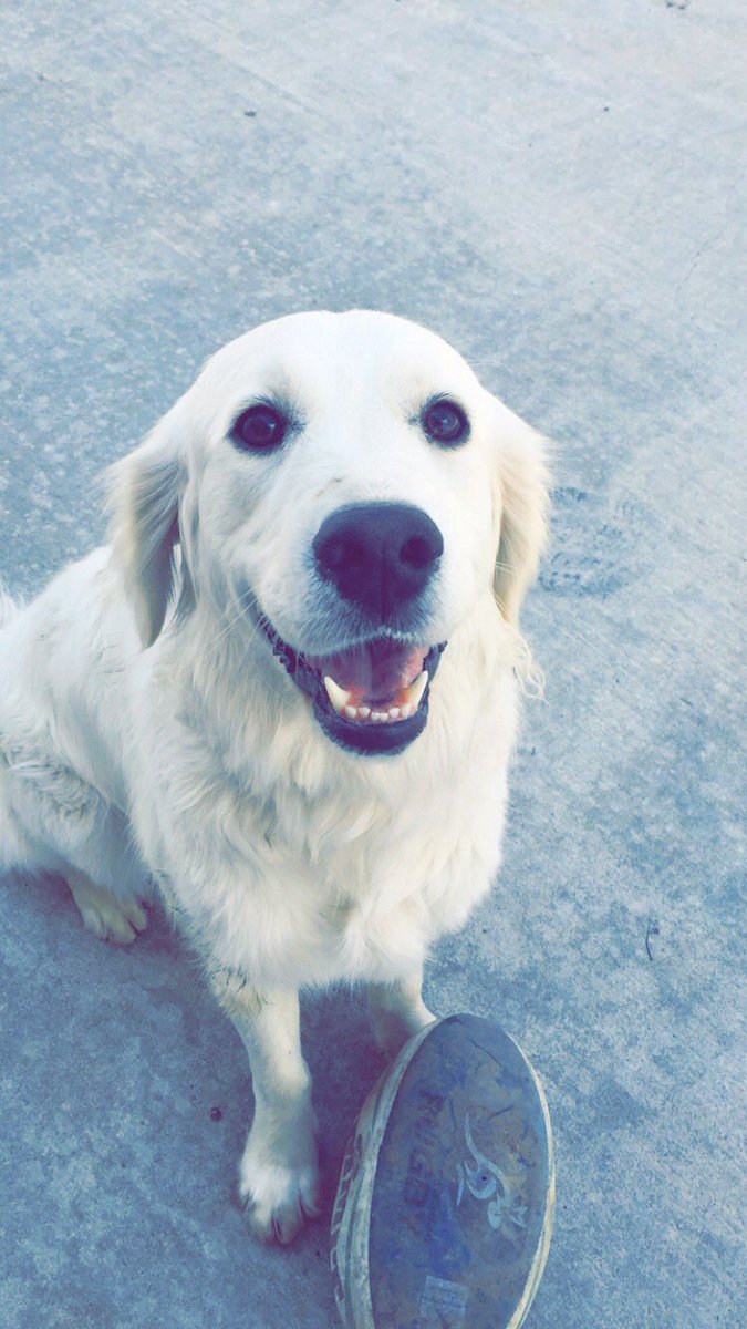 LK_DOGS's tweet photo. HAPPY PUP https://t.co/wsIcrwQeTH