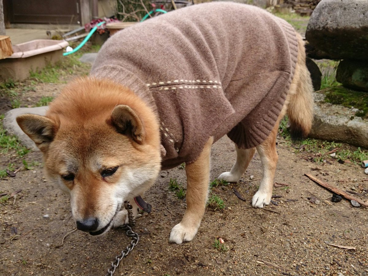 服を着せたことないうちの犬に着せてみたらとんでもなく嫌そうな顔になった 困惑感すごい Togetter 服を着せたことないうちの犬に着せてみたらとんでもなく嫌そうな顔になった 困惑感すごい Togetter