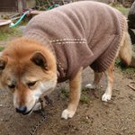 そんなに嫌なの？ｗ初めて服を着た犬の顔がヤバイ!