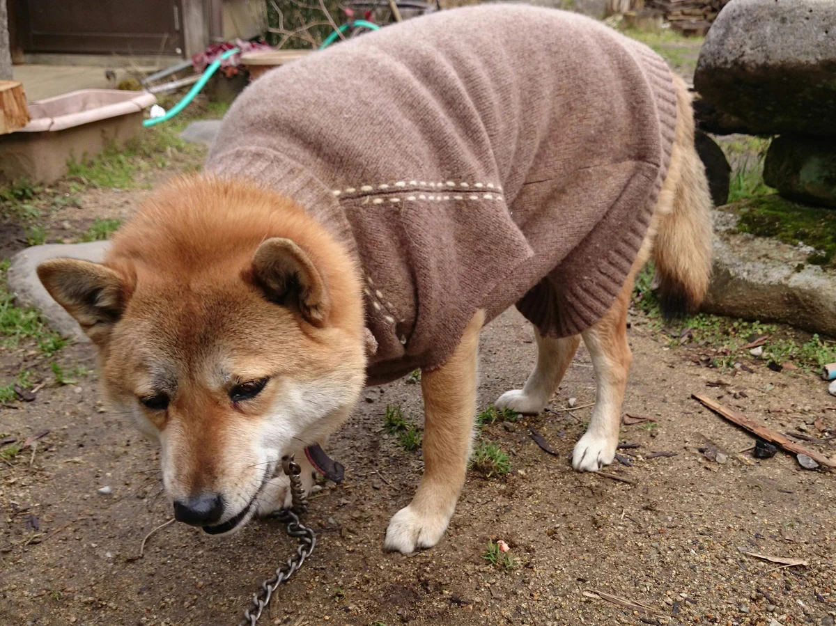 そんなに嫌なの？ｗ初めて服を着た犬の顔がヤバイｗｗｗ