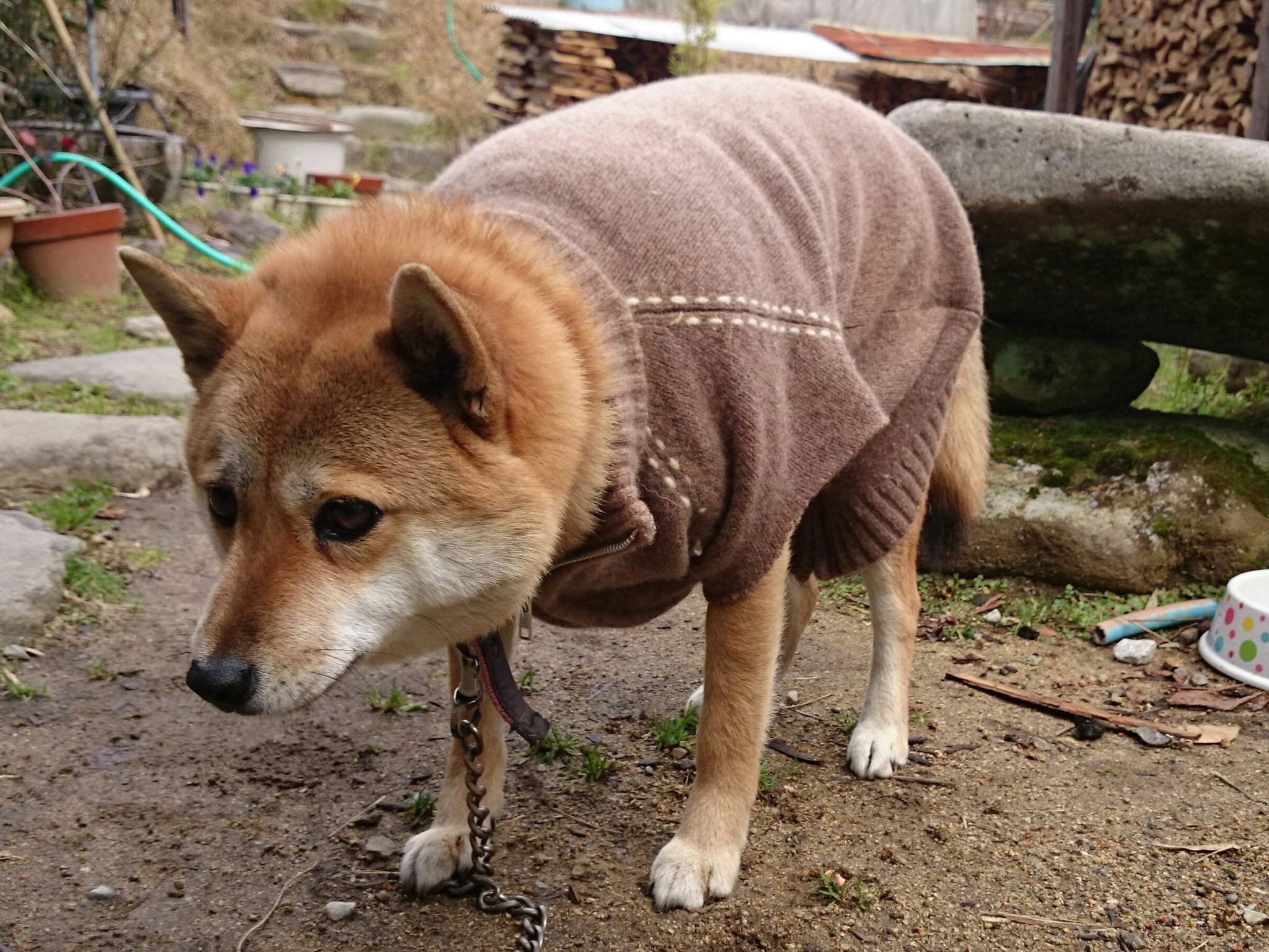 高瀬花園 我が家の犬は服を着せた事がありません 今日は冷え込んだのでちょっと着せてみるかと 着せてはみたものの 多分嫌がるだろうとは思ったのですが想像以上に嫌そうで ぴくりとも動かなくなりました すみません許してください 二度としません 高瀬花園 我が家の犬は服を着せた事がありません 今日は冷え込んだのでちょっと着せてみるかと 着せてはみたものの 多分嫌がるだろうとは思ったのですが想像以上に嫌そうで ぴくりとも動かなくなりました すみません許してください 二度としません